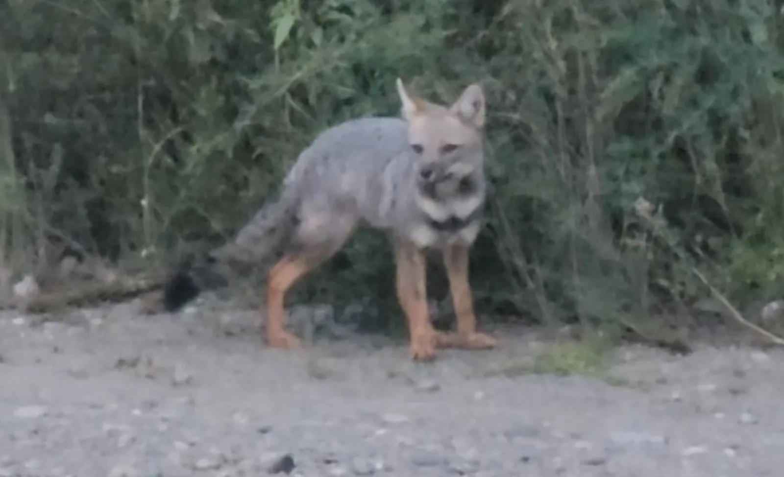 Fauna silvestre del parque
